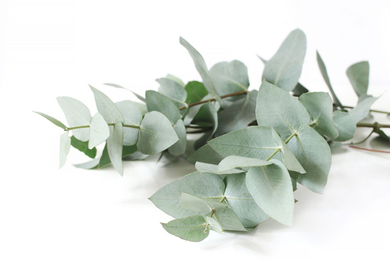 Eucalyptus Leaves