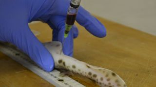 Blood being taken from a baby shark