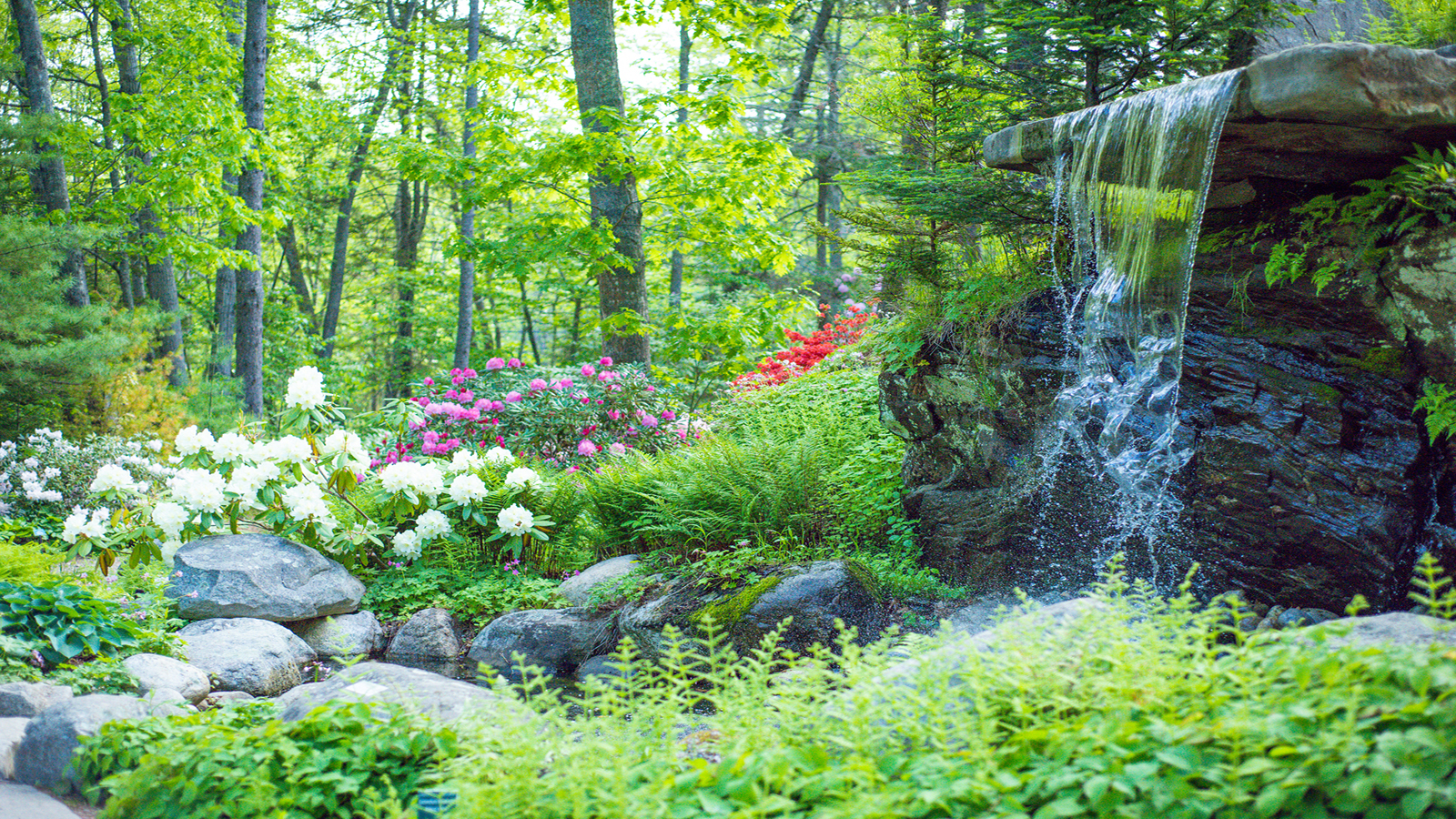 A waterfall and planting beneath a canopy of trees at Coastal Maine Botanical Gardens