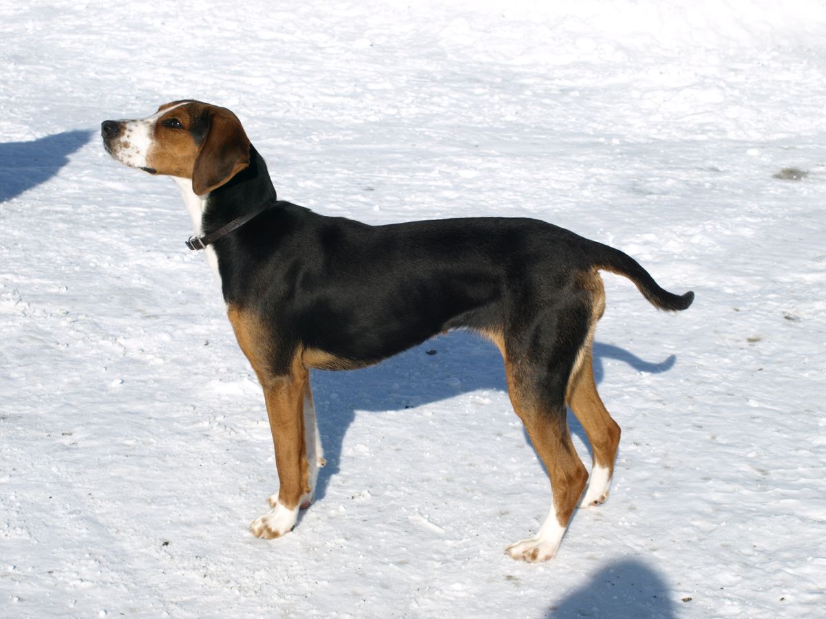 A Finnish hound. 