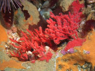 An image of a coral species.