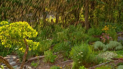 garden drainage solutions: rain on flowerbed