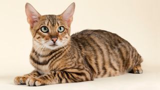 Toyger cat