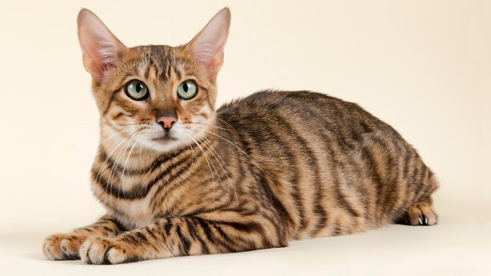 32 of the most expensive cat breeds | PetsRadar