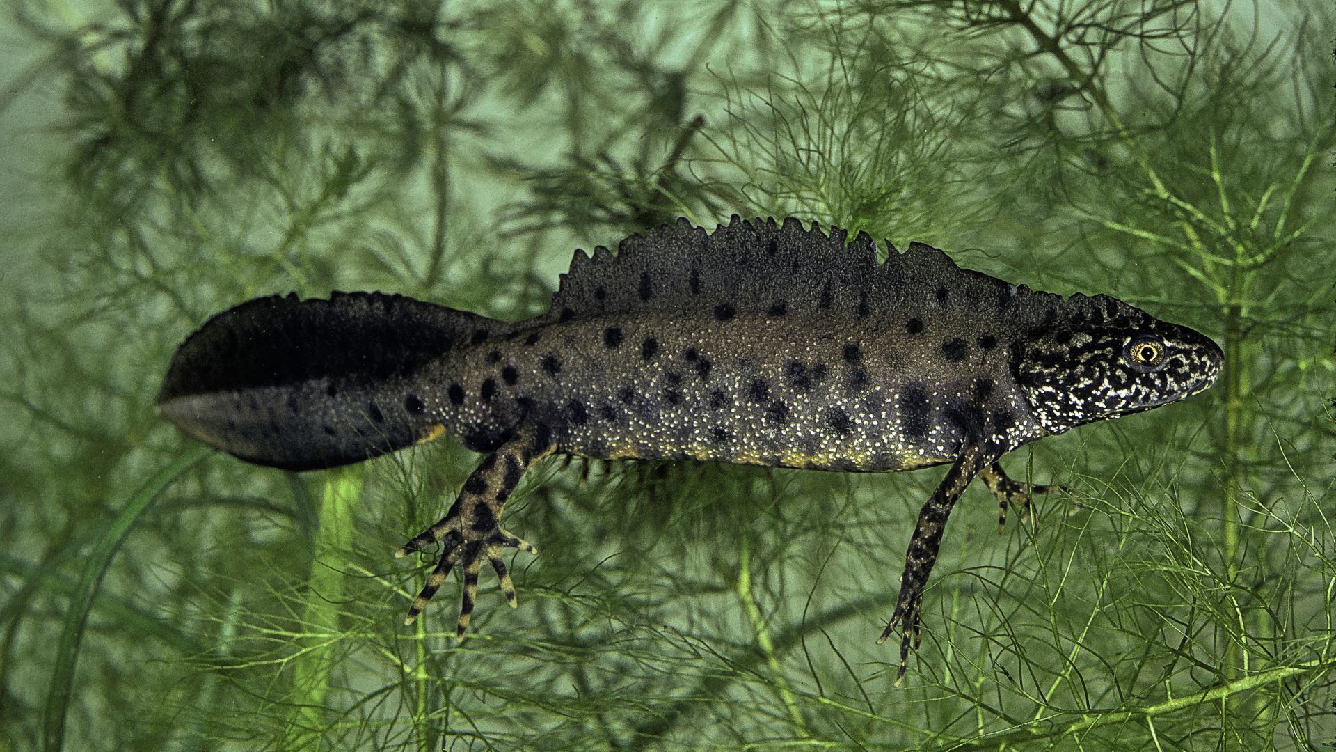 Crested newt on a green plant
