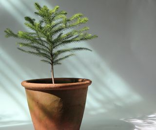 A small potted Norfolk Island pine tree