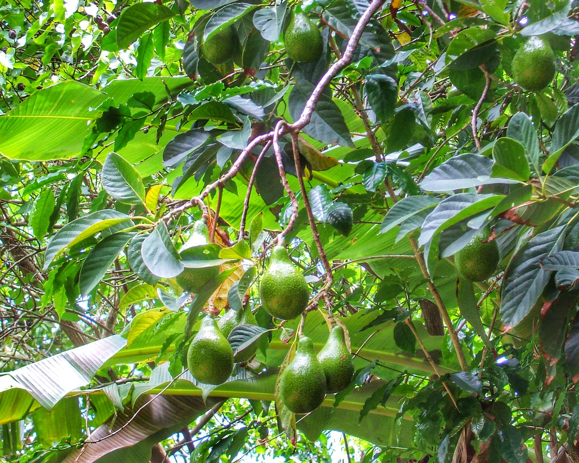 Avocados growing on a tree