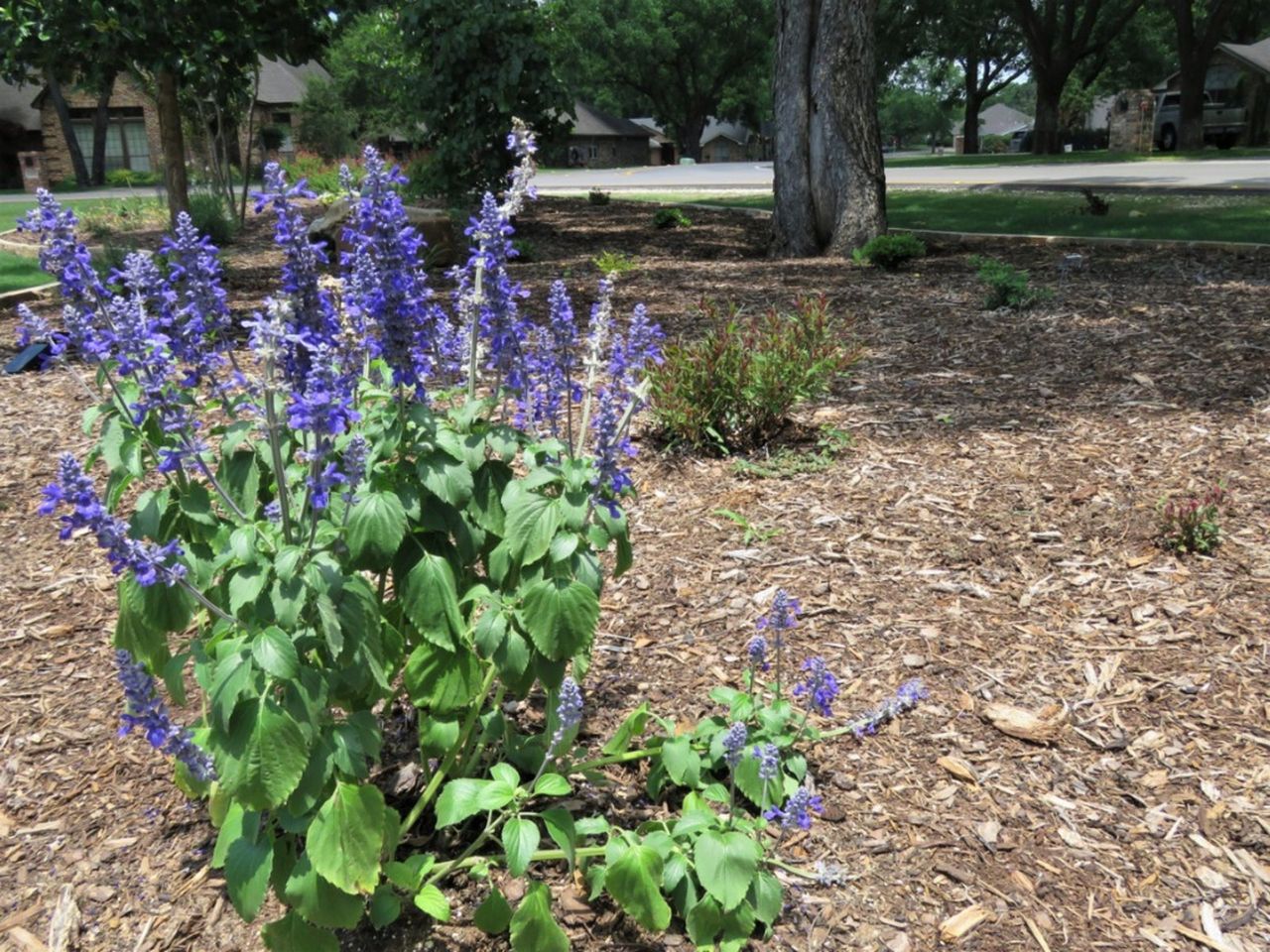 Xeriscape Landscape With Mulch