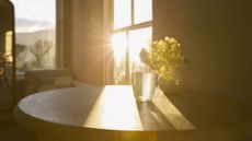 sunlight streaming in through window onto table with glass of water and flowers