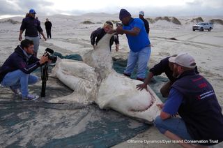 A dead great white shark on its back on the beach