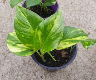 Overhead view of golden pothos in a pot