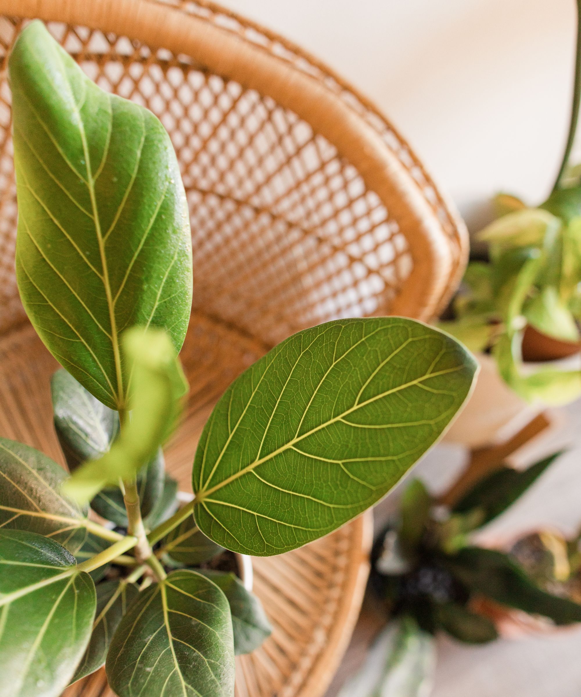 Ficus audrey standing on rattan chair