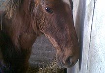foal-dog-attack.jpg