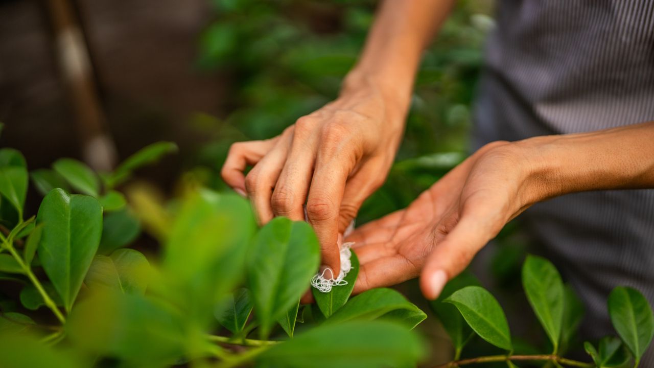 Women&#039;s hands cleaning a plant