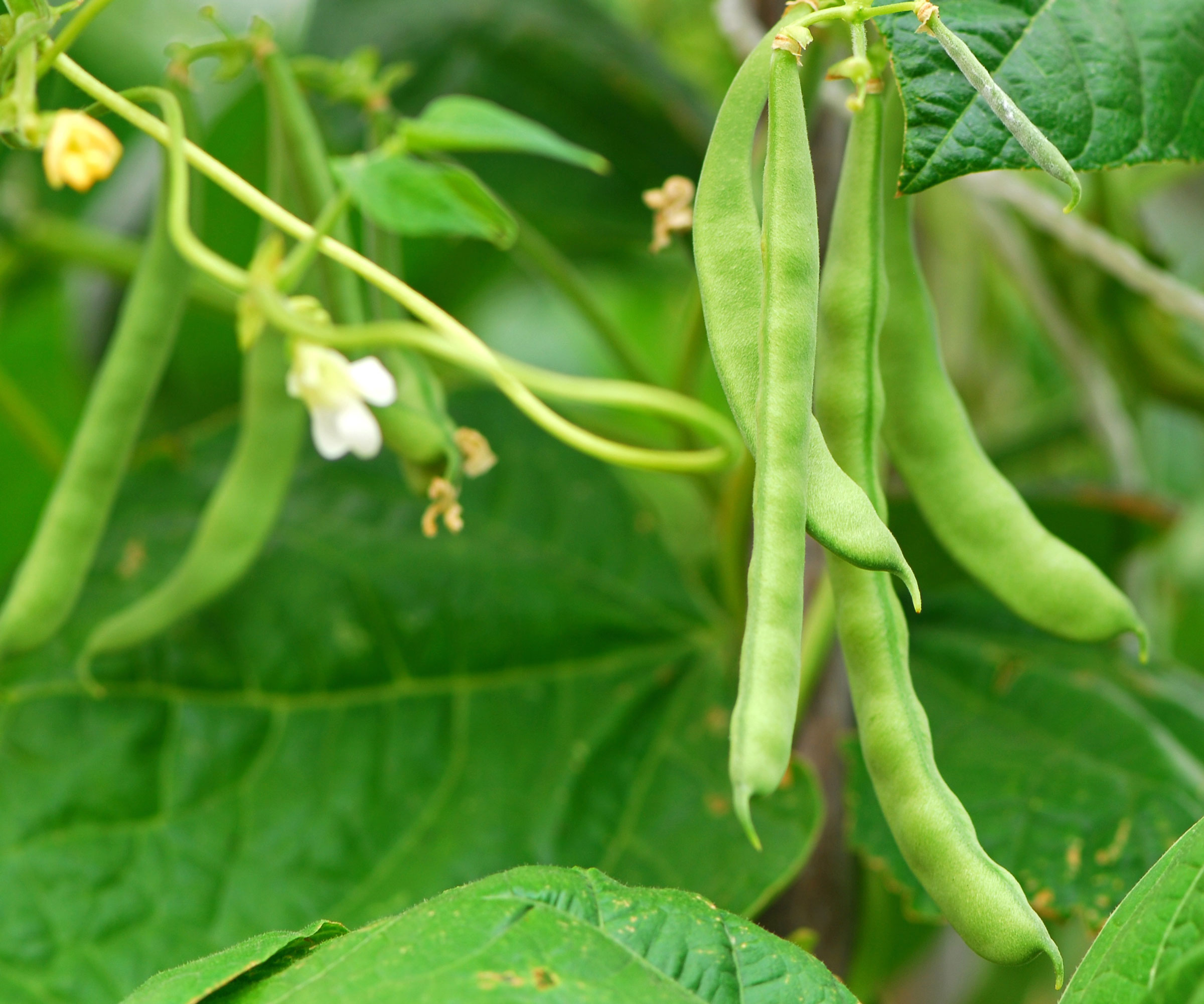 pole bean with white flowers and green pods