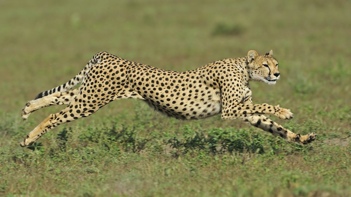 What Is The First Fastest Animal On Earth