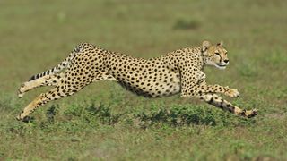 A cheetah runs in Serengeti National Park.
