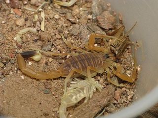deathstalker-scorpion-11093002