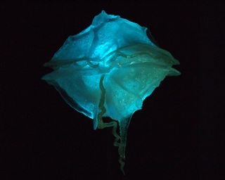 Model of a dinoflagellate in the American Museum of Natural History