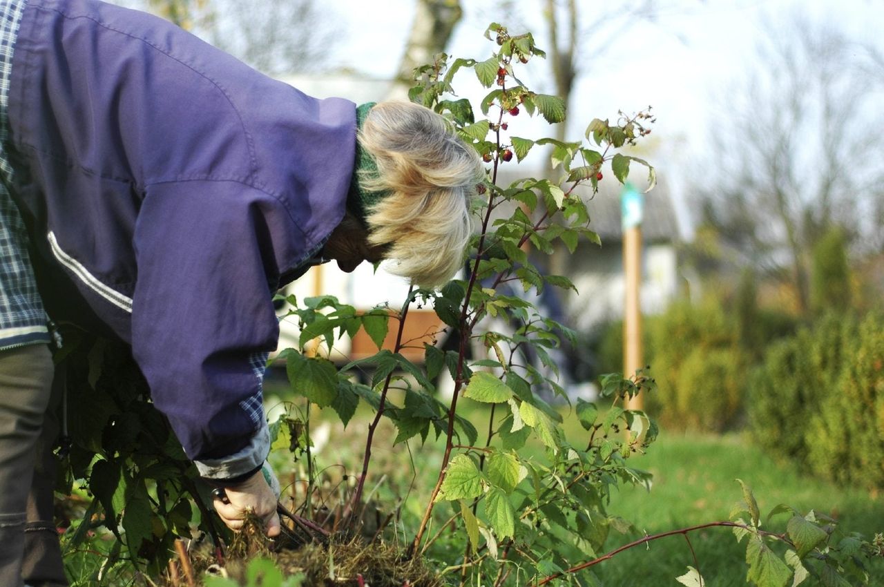 Person Pruning Summer Raspberry Bush