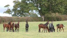 yearlings-TREVOR-MEEKS-TI-MEDIA-STOCK-FREE-TO-USE.jpg