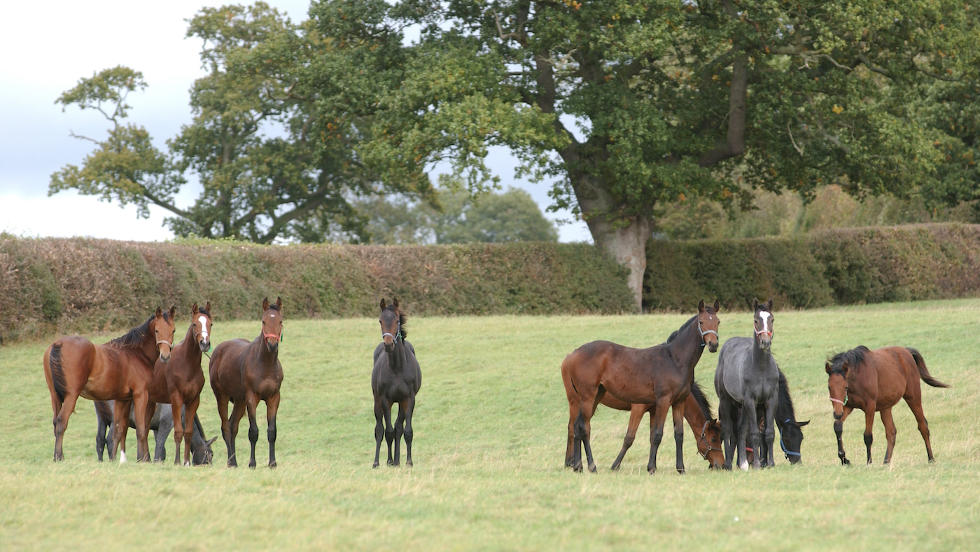 yearlings-TREVOR-MEEKS-TI-MEDIA-STOCK-FREE-TO-USE.jpg