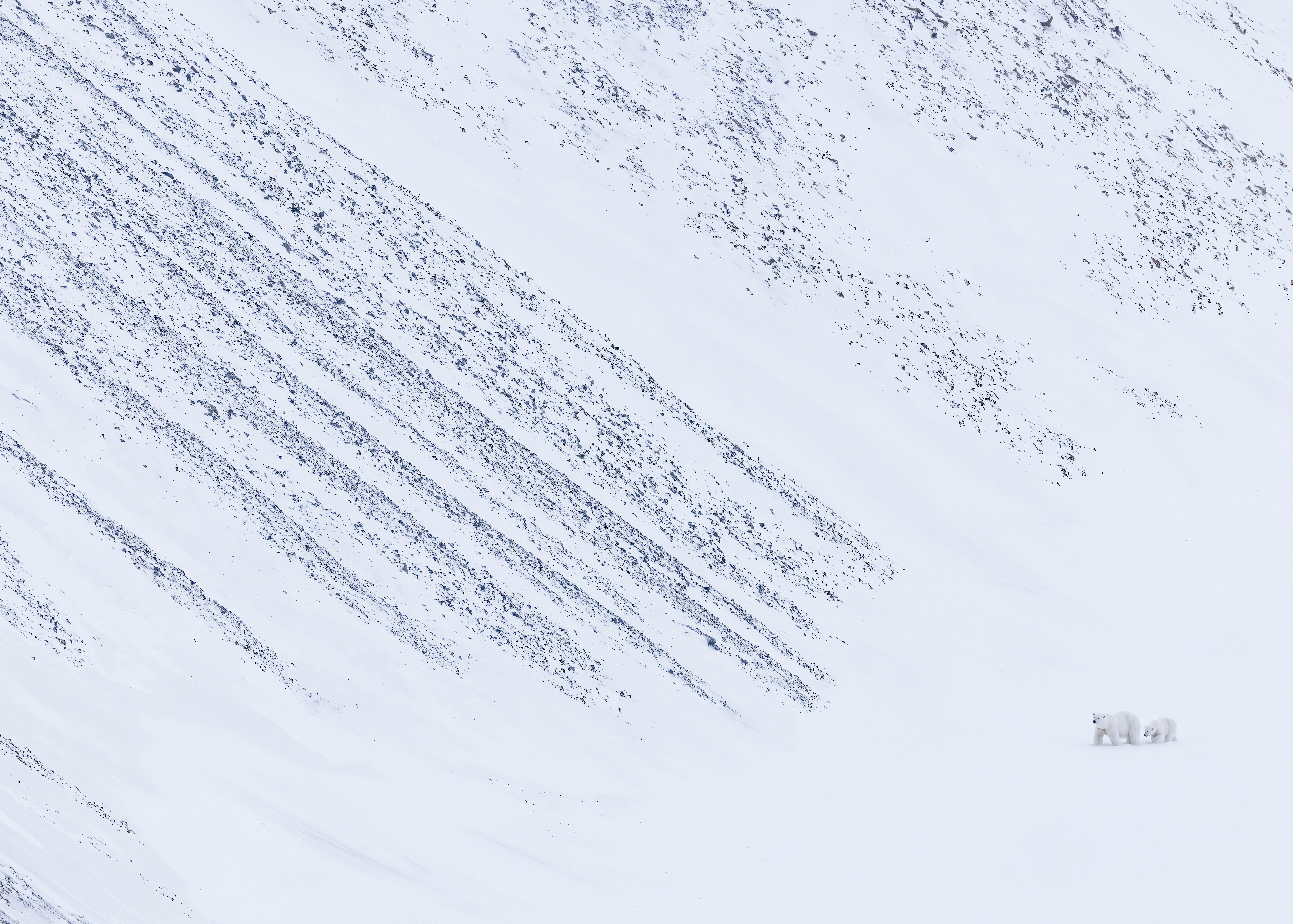 A polar bear mother and small cub walk together across a vast, near-white snow-covered Norwegian mountainside