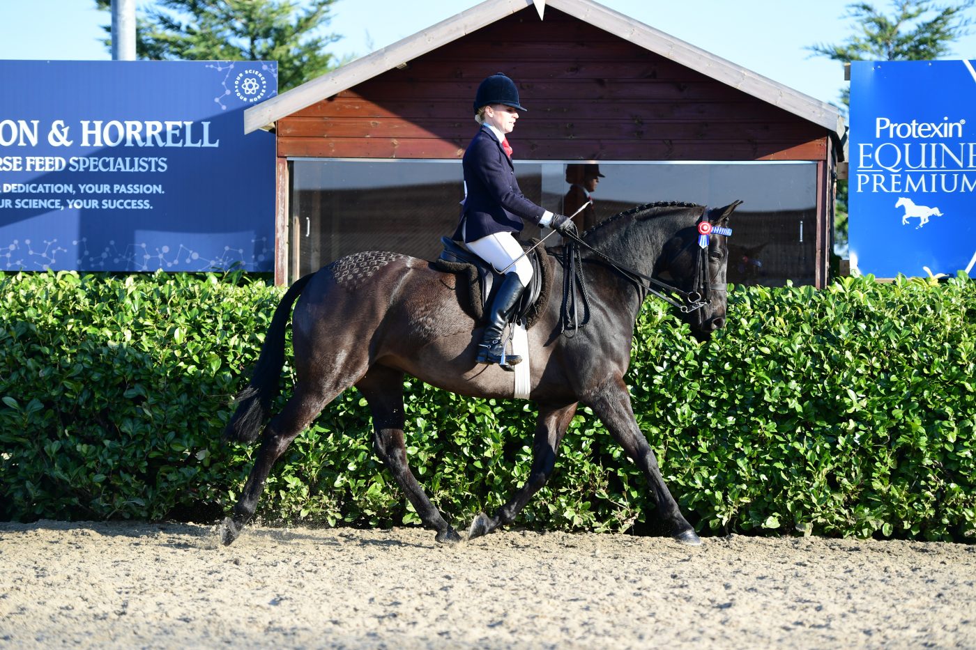 HorseNo14_Showing_PN19_2588_272075622_465343851-e1551288374206.jpg