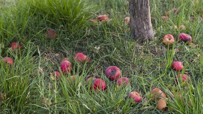 A pile of fallen red apples on the ground around the base of an apple tree