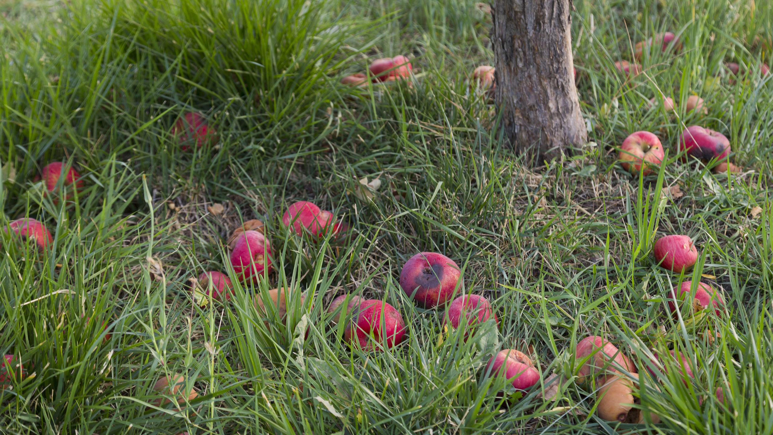 A pile of fallen red apples on the ground around the base of an apple tree