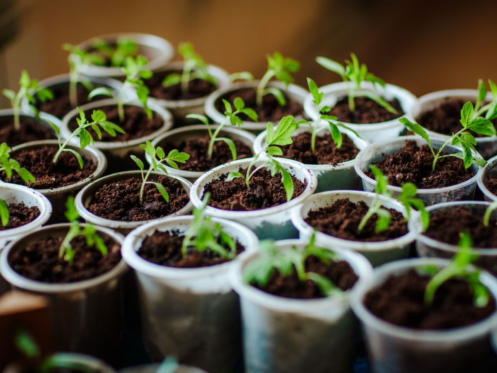 Houseplants from Seeds