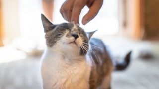 Cat being scratched on the head