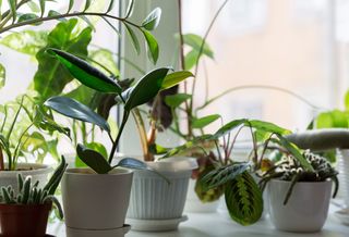 A selection of houseplants on a windowsill