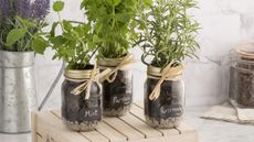 A trio of fresh herbs potted in mason jars including rosemary, mint and parsley