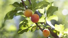 How to get an apricot tree to fruit