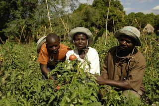 Farmers in the Luangwa Valley in Zambia grow vegetables with a rural development model linking agriculture and local markets to natural resource management.