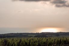 Sunset at Tenuta Argentiera, Bolgheri.