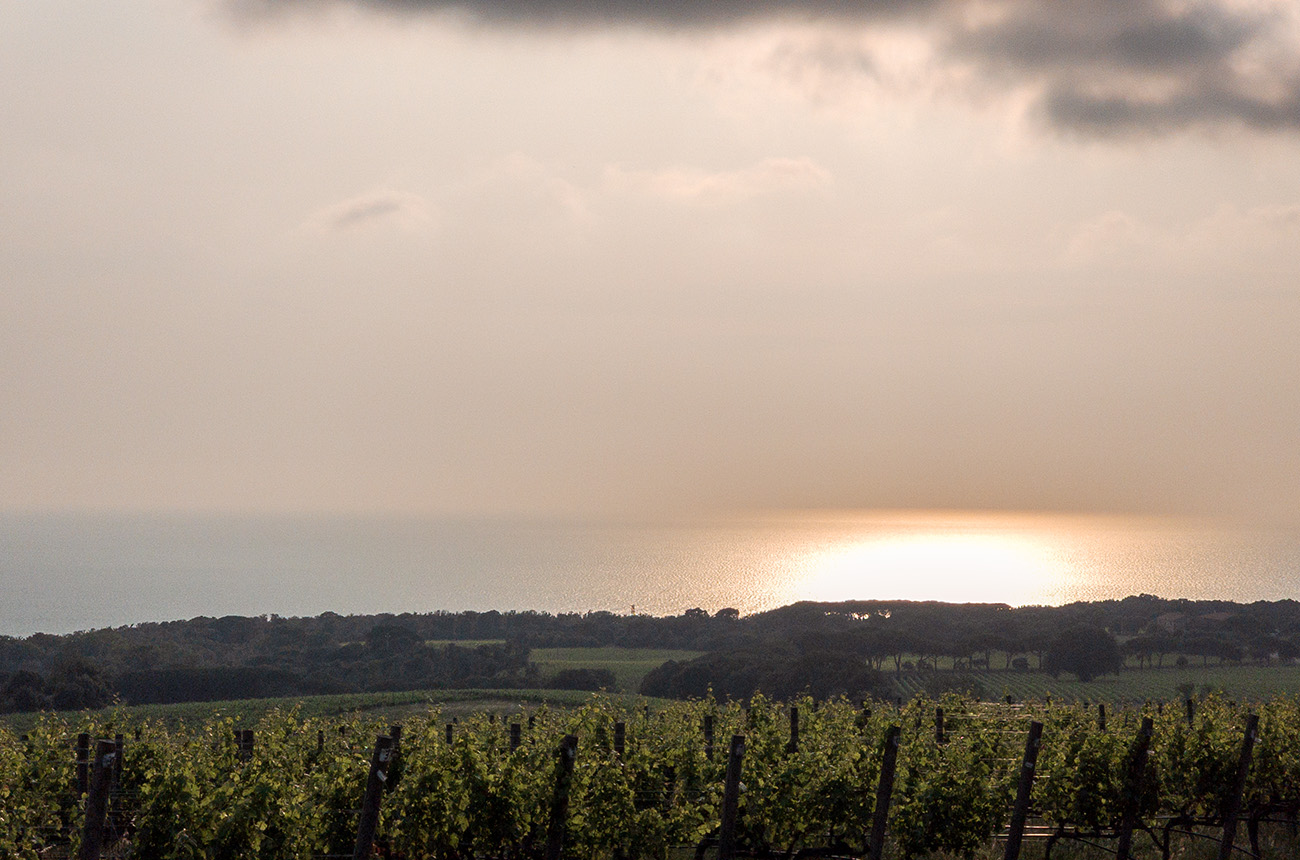 Sunset at Tenuta Argentiera, Bolgheri.