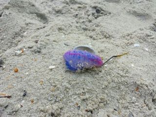 A man-of-war jellyfish on the beach.