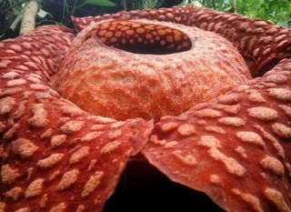 The giant orange "corpse flower" is in bloom for one week only. (Plug your nose.) 