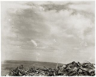 Black and white image of wood bark and sky