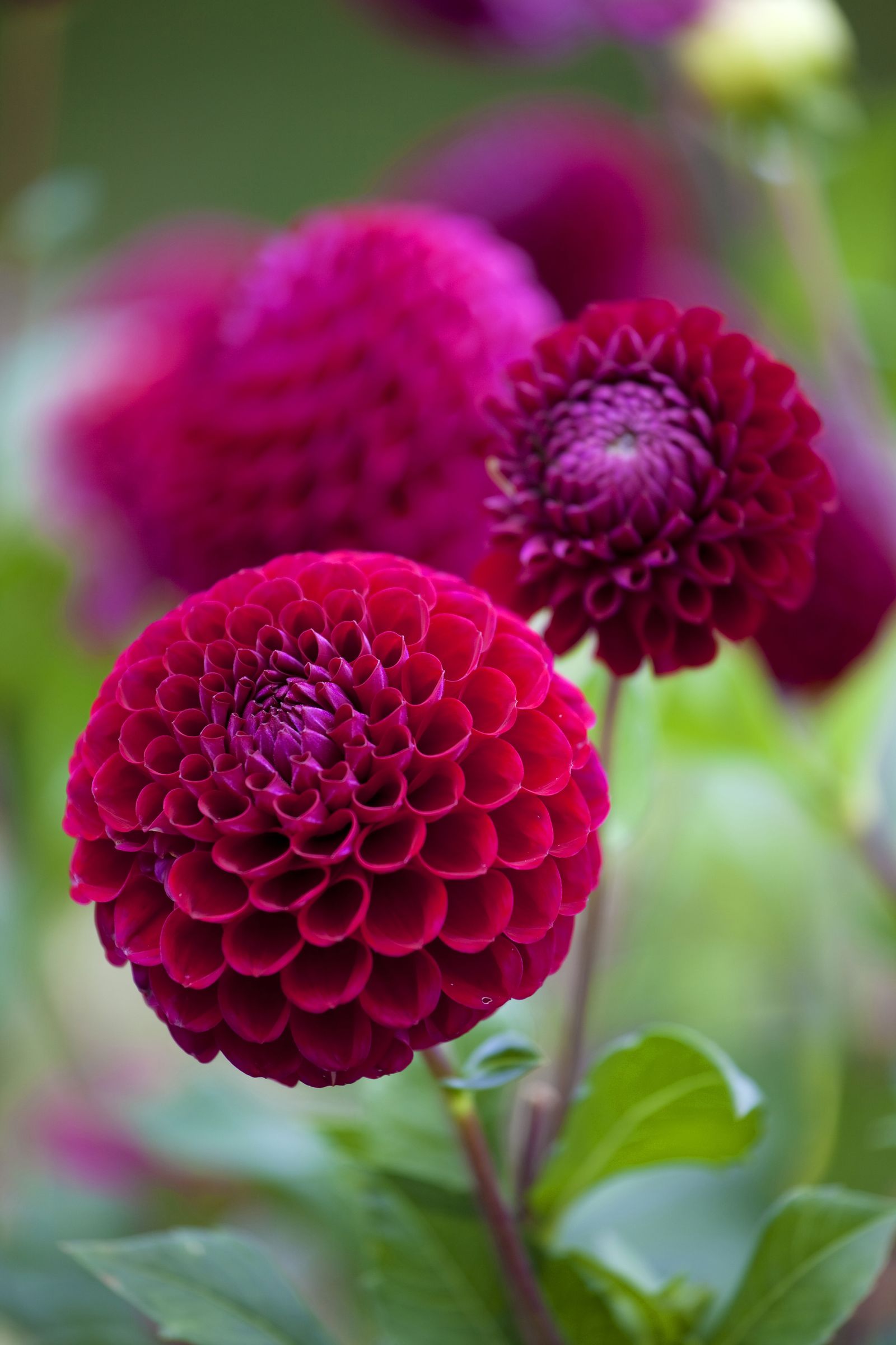 How to plant dahlia tubers for a glorious floral display Homes & Gardens