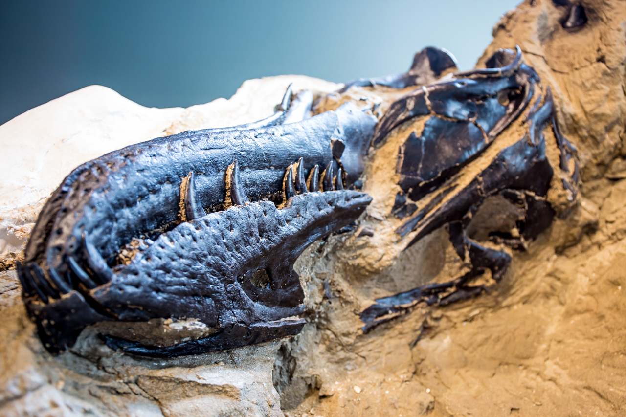 Snout of Nanotyrannus.