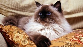 a very fluffy creamy coloured cat with brown legs, face and ears