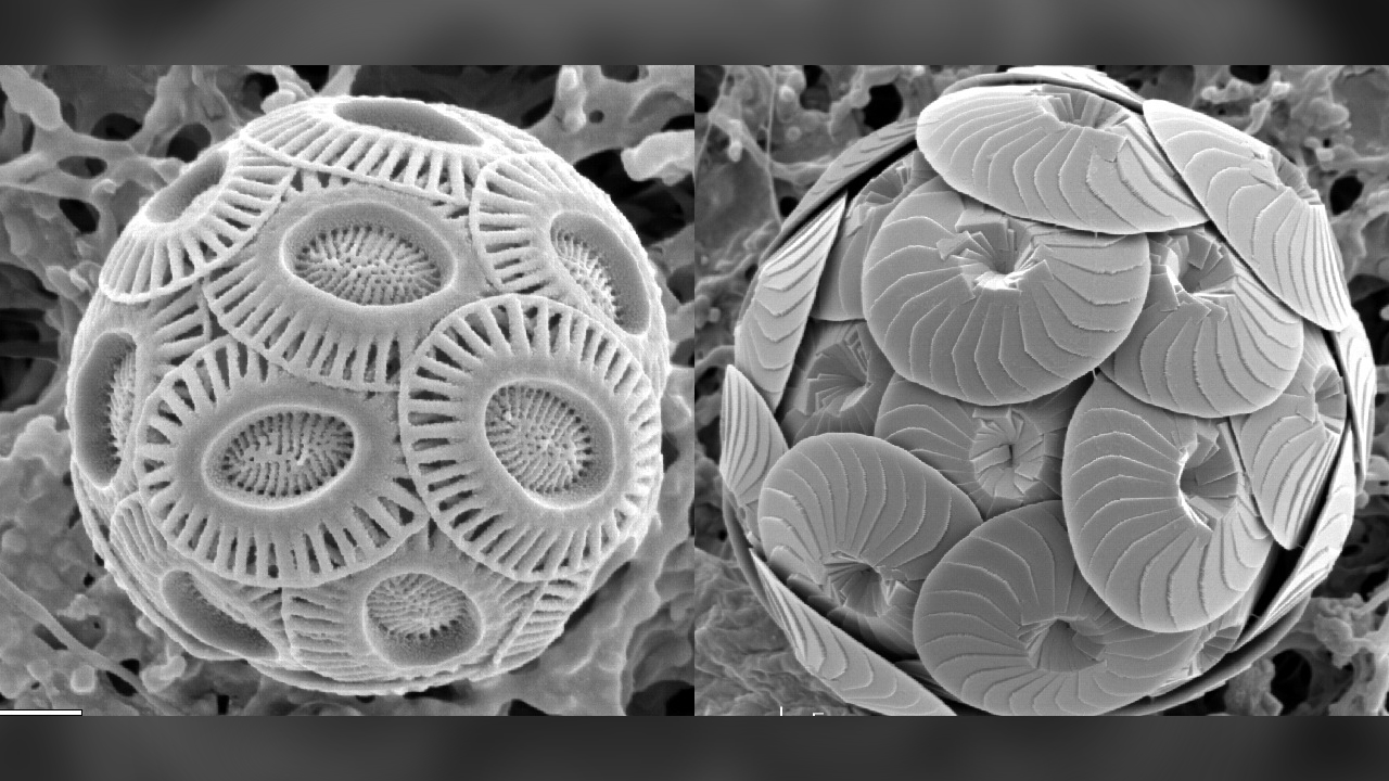 Despite their microscopic size, coccolithophores come in a stunning array of geometric shapes.
