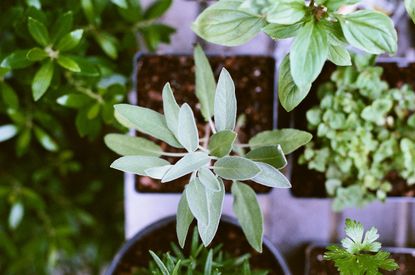 Starting a herb garden