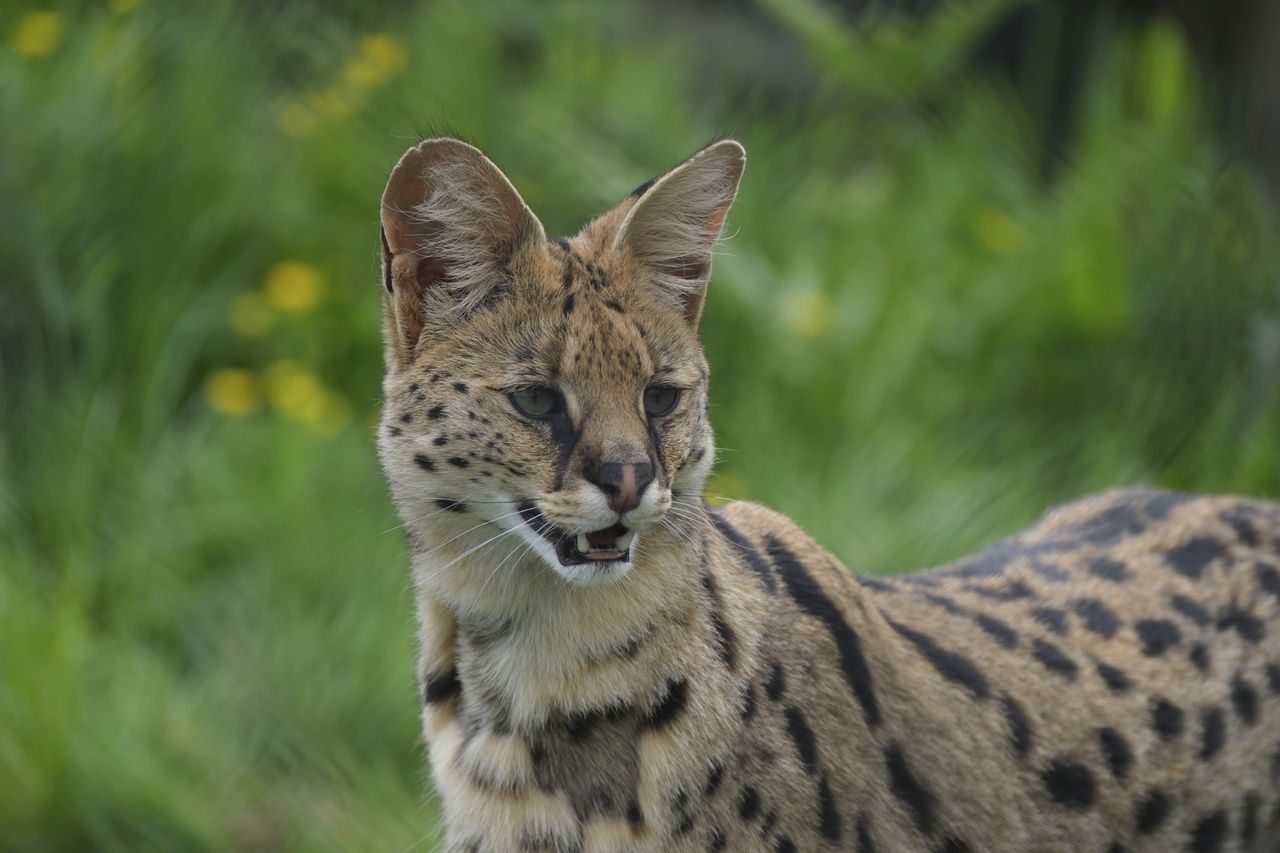 Wildlife photography using animal detection autofocus of the Fujifilm X-T50