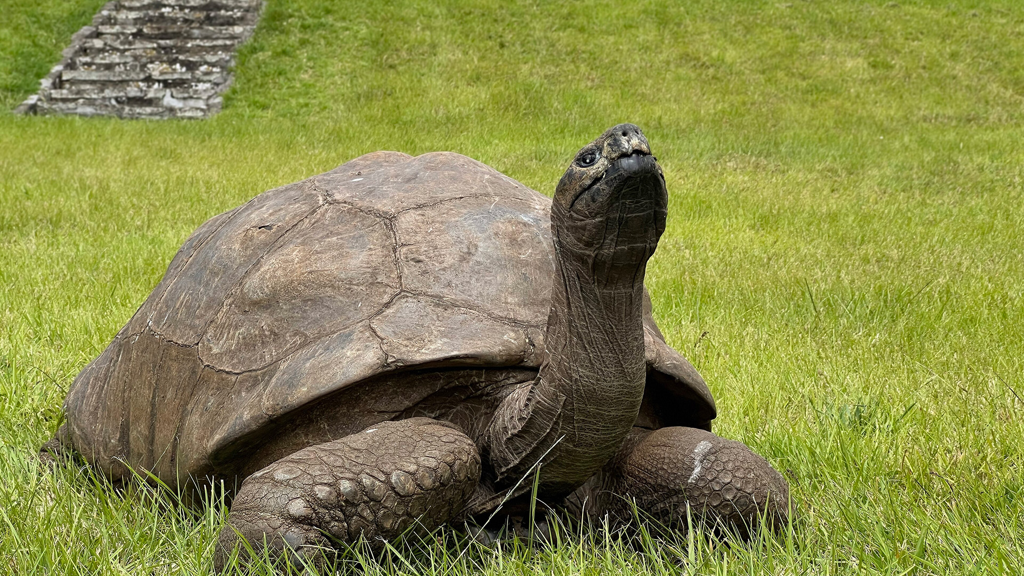 A large tortoise sits on a grassy lawn.
