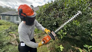 Man trimming hedge with STIHL HSA 60 hedge trimmer