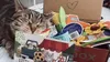 Meowbox The Subscription Box for Cats